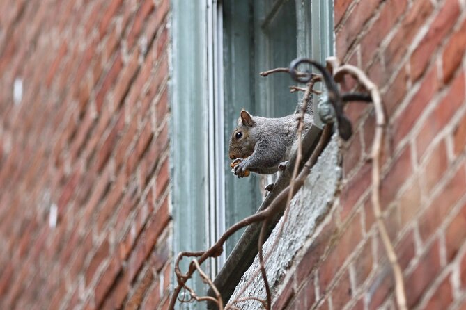 Philadelphia Walking Tour: A Lot of Colonial Nonsense Review - Overview of the Tour Experience