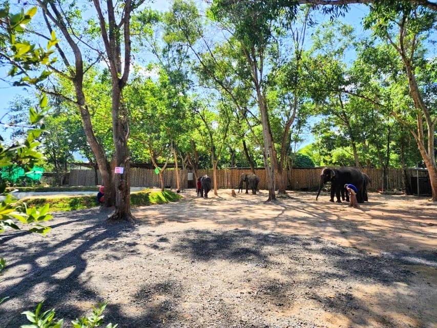 Phuket: Feeding Elephants at Phuket Elephant Care