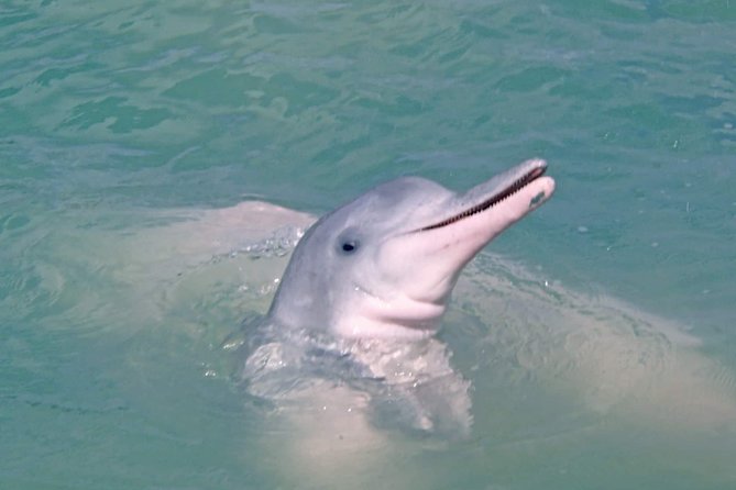 Pink Dolphin Spotting & Pig Island Speedboat Tour From Koh Samui - Tour Overview