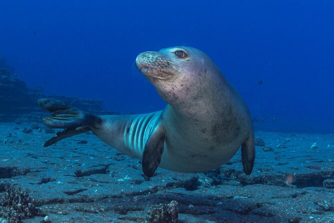 Premium Afternoon Scuba Charter for All Certified Diver Levels