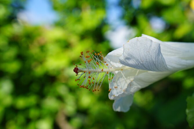 Private Botanical Garden Experience in the Heart of Maui