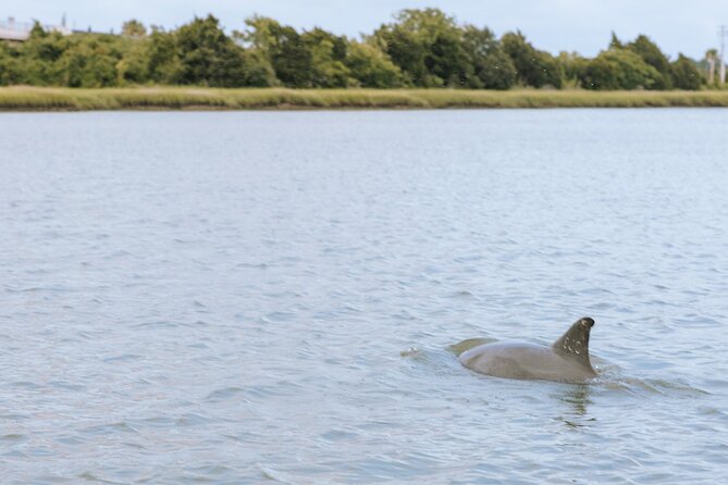 Private Charleston Dolphin Tour