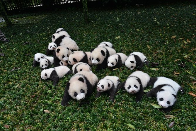 Private Chengdu Highlights Day Trip: Panda Base and City From Chongqing by Train