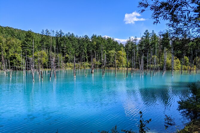 Private Day Trip to Asahiyama Zoo and Biei Blue Pond