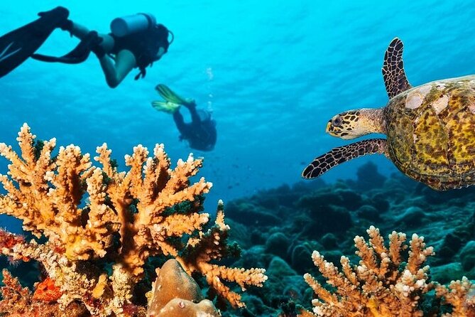 Private Dive Boat Tour on Catalina Bayahibe Island