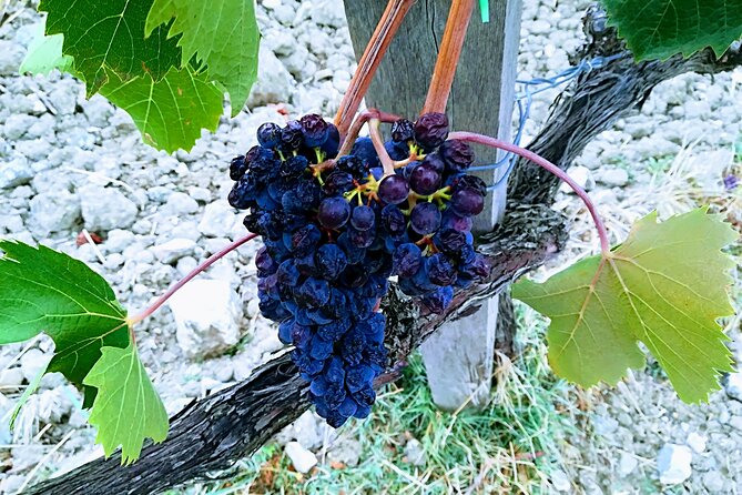 Private Full Day Tour: Visit Siena and Montalcino With Wine Tasting Experience - Inclusions