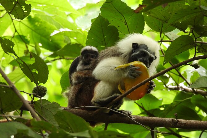 Private Hike to Wildlife Wonders at Parrot Mountain of Villanueva - Overview of the Experience