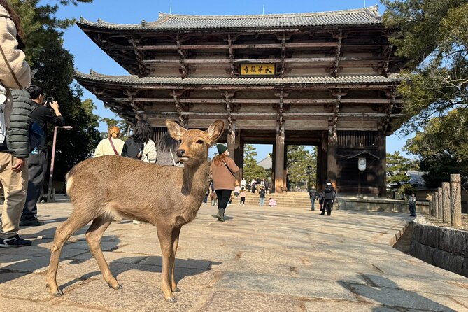 Private Nara Tour and Sake Tasting (Departing From Kyoto/Nara)