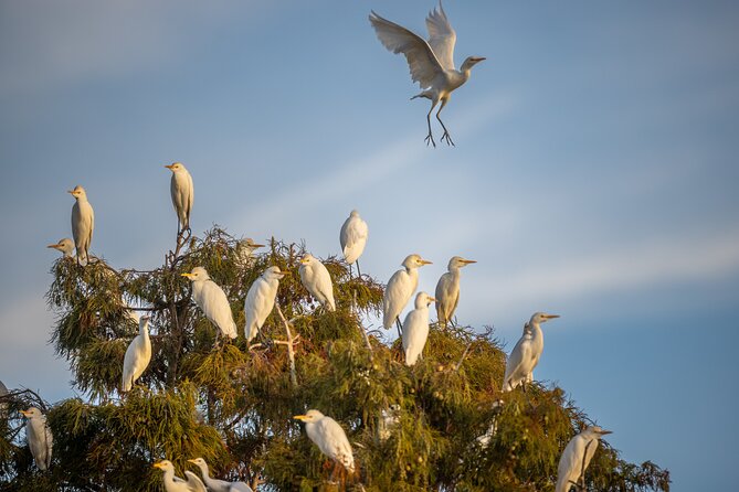 Private Nature and Wildlife Boat Tour Review - Overview of the Private Nature and Wildlife Boat Tour