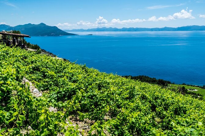 Private Oyster & Wine Tasting in Croatia