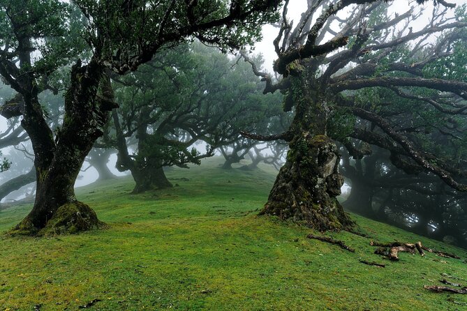 Private Sunset Tour With Food and Drinks in Fanal Forest