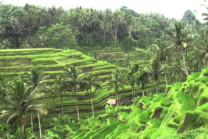 Private Ubud Tour and Volcano Kintamani Trip Review