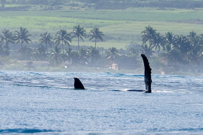 Private Whale Watching Safari From North Shore Oahu