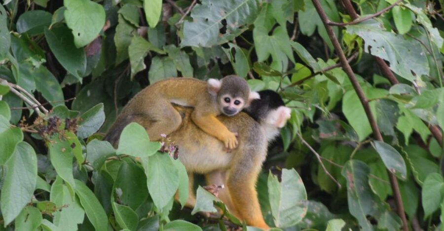 Puerto Maldonado: 4-Day Tambopata Rainforest Tour