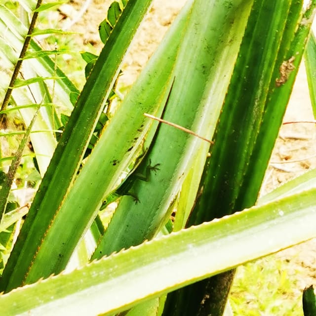 Puerto Plata Trekking - Experience of Nature and Folklore - Overview and Pricing