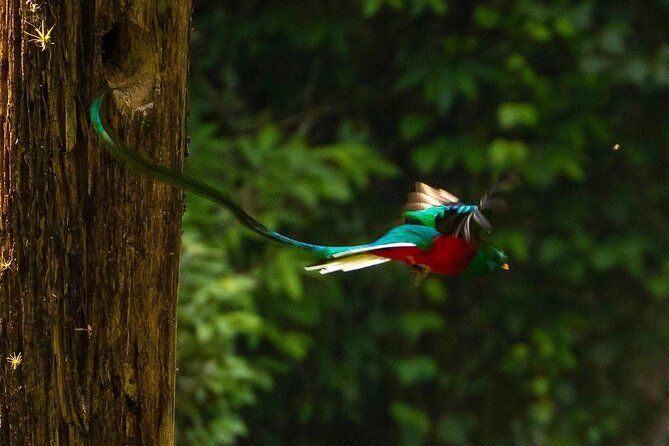 Quetzal Quest Birdwatching Adventure at Rey Tepepul Lookout - Overview of the Quetzal Quest Adventure