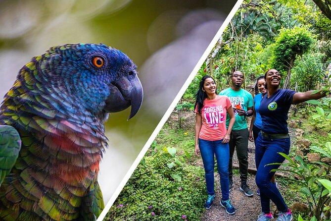 Rainforest Rush: St. Lucia Zip Line Adventure