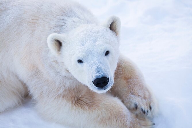 Ranua Wildlife Park Day : Visit the Arctic Animals! - About Ranua Wildlife Park