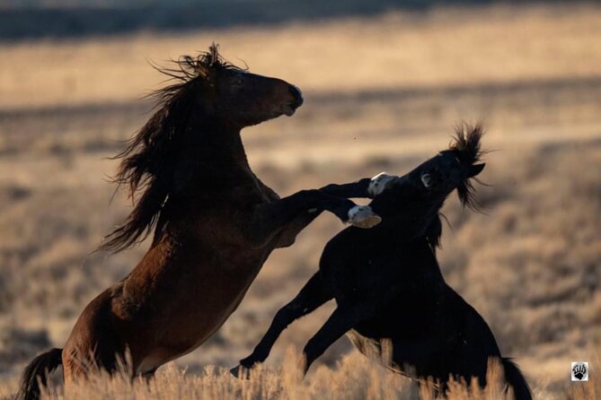 Red Canyon Small Group Wild Mustang Van Tours in Cody Wyoming - Overview and Highlights