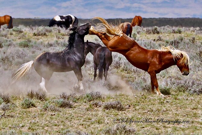 Red Canyon Wild Mustang Safari Truck Tours In Cody Wyoming! - Experience the Wild Mustangs of McCullough Peaks