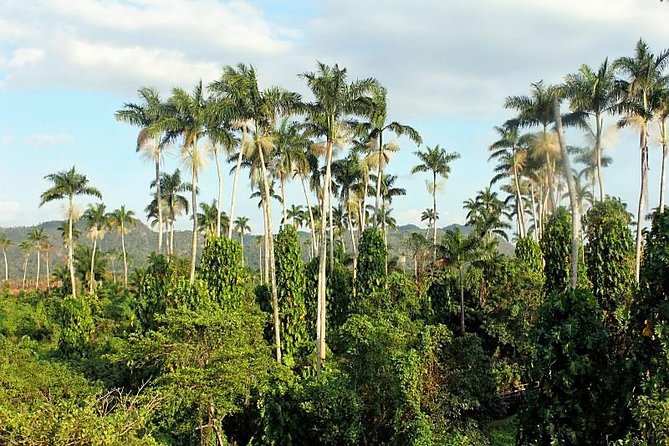 Royal Palm Preserve