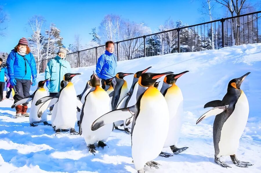 Sapporo: Asahiyama Zoo, Shirahige Falls & Biei Pond Day Tour