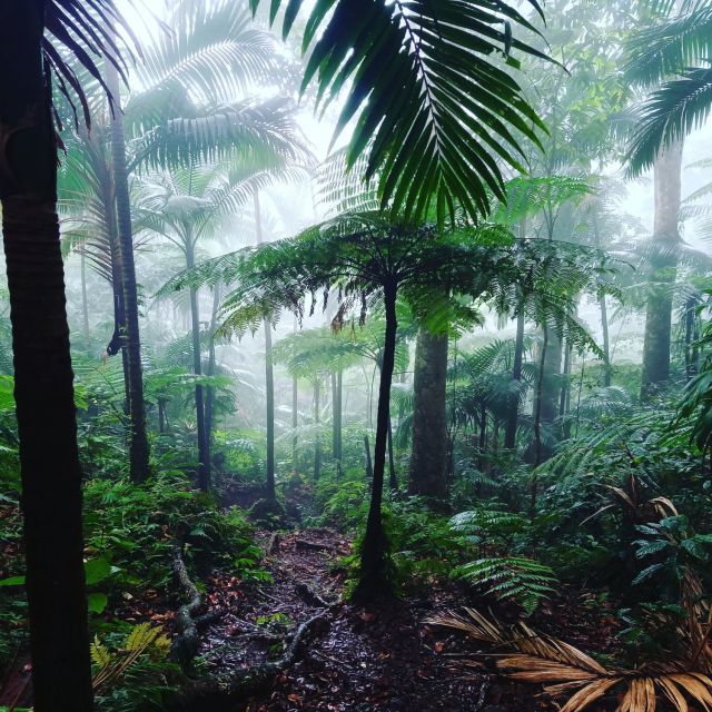 Scenic Rainforest Hike