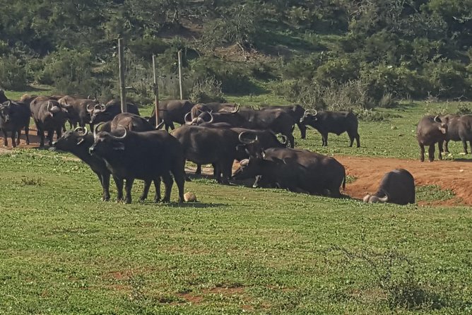Schotia Open Vehicle Safari Game Drive
