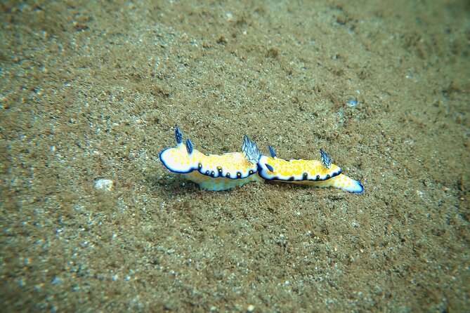 Scuba Diving in Maui With No Experience Needed