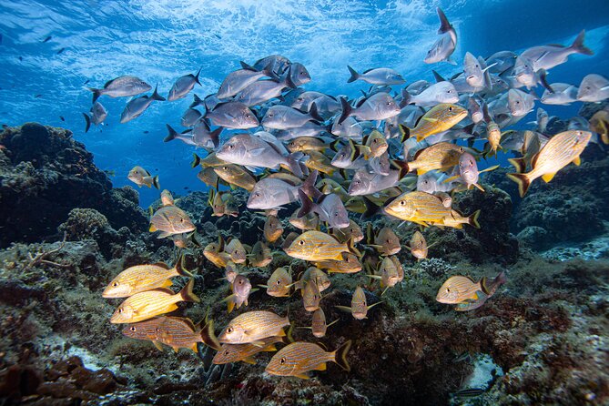 Scuba Diving in Playa Del Carmen for Small Groups
