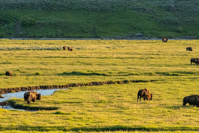 Self-Guided Audio Driving Tour in Yellowstone National Park