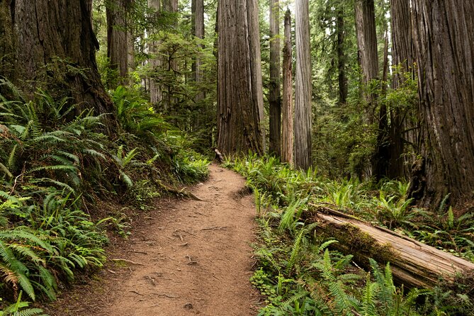 Self Guided Driving Audio Tour of Redwood National and State Park - Overview of the Audio Tour