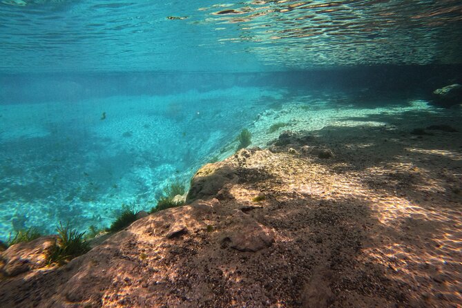 Semi-Private Manatee Swim Tour With In-Water Guide/Photographer - Tour Overview and Details