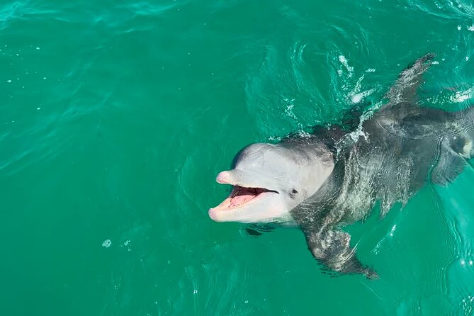Shell Island Dolphin Sightseeing Boat Tour - Overview and Details