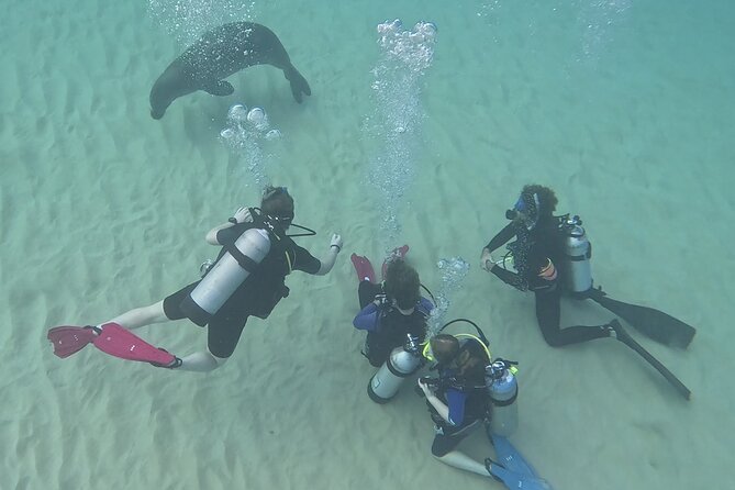 Small Group Discover Scuba Diving From Electric Beach With Photos