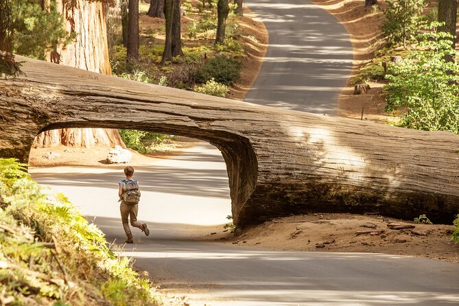 Small Group Sequoia Tour Review