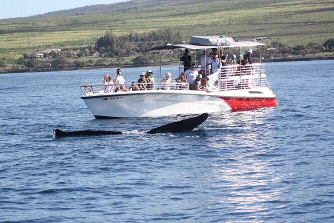 Small-Group Whale Watching Adventure