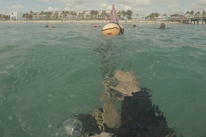 SNORKEL the BEAUTIFUL Reefs With Turtles, Angelfish, and More!
