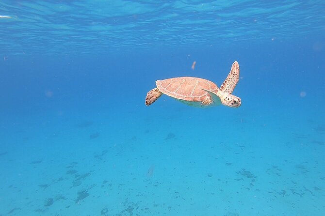 Snorkeling Gear Rental