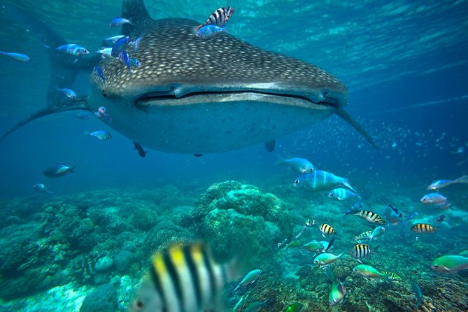 Snorkeling With Whale Sharks – Isla Mujeres