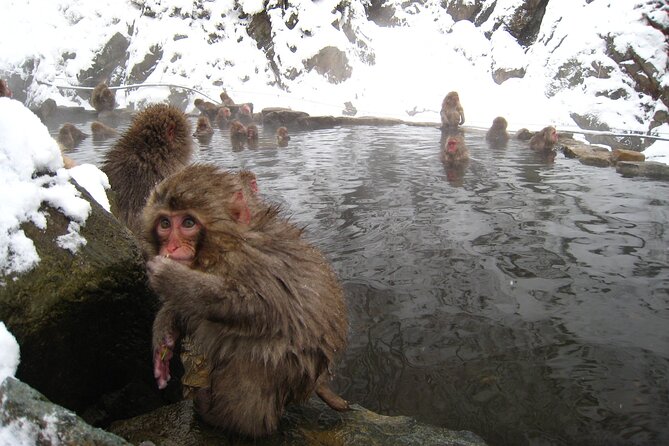 Snow Monkey and Shibu Onsen Afternoon Group Tour From Myoko Kogen