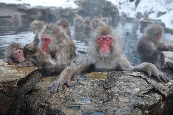 Snow Monkey Park and Miso Production Tour Bullet Train From Tokyo