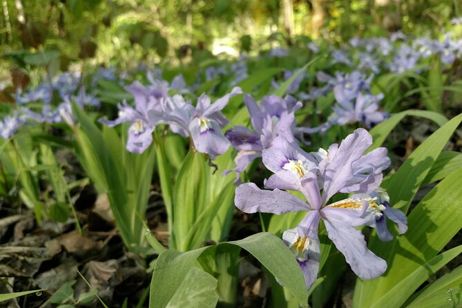 Stroll Back in Time Smokies History Streams and Forest Hike - Exploring the Smoky Mountains Rich History