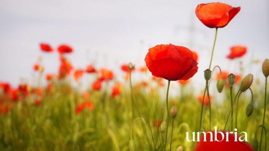 Sustainable Fiber and Yarns Course in Umbria