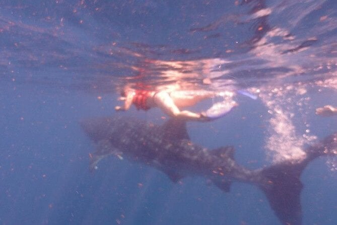 Swim With Whale Shark From Isla Mujeres and Cancun