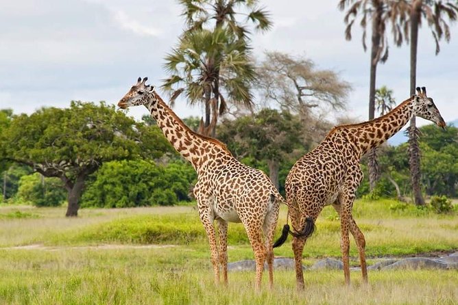 Tanzania Safari Join Group