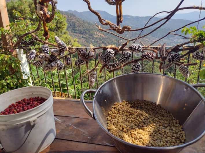 Taxco: Organic Coffee Garden Experience