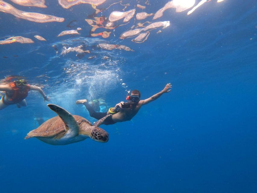 Tenerife: Kayak & Snorkel, Snacks, Photos & Sea Life Safari - Activity Overview