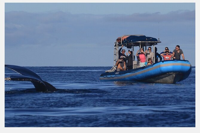 The Best 8 Am 1.5 Hour Whale Watching Tour