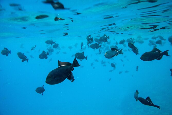 The Best Maui 3 Hour Molokini and Turtle Town Snorkel - Overview of the Tour